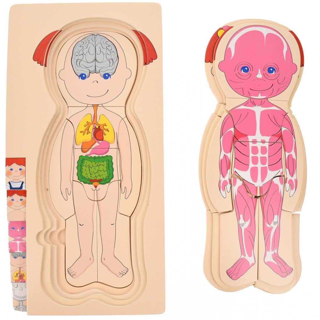 Puzzle Stratificat, Anatomia Corpului Uman, Fetita - imagine 3