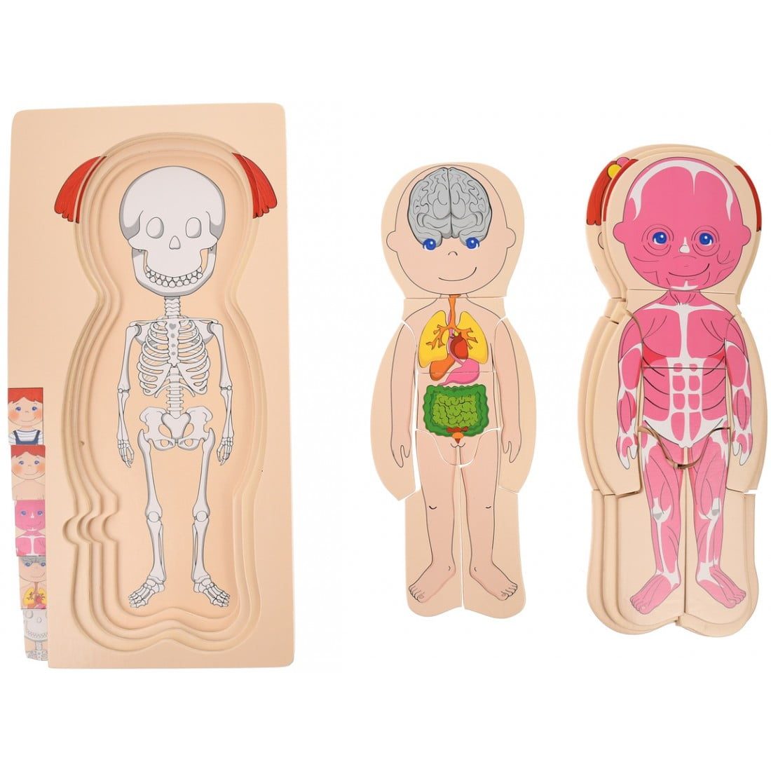 Puzzle Stratificat, Anatomia Corpului Uman, Fetita - imagine 4