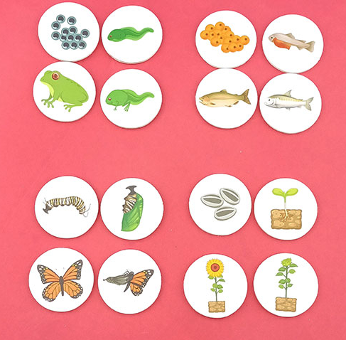 Ciclul de viata al plantelor si animalelor, joc de logica, 3 ani+ - imagine 5