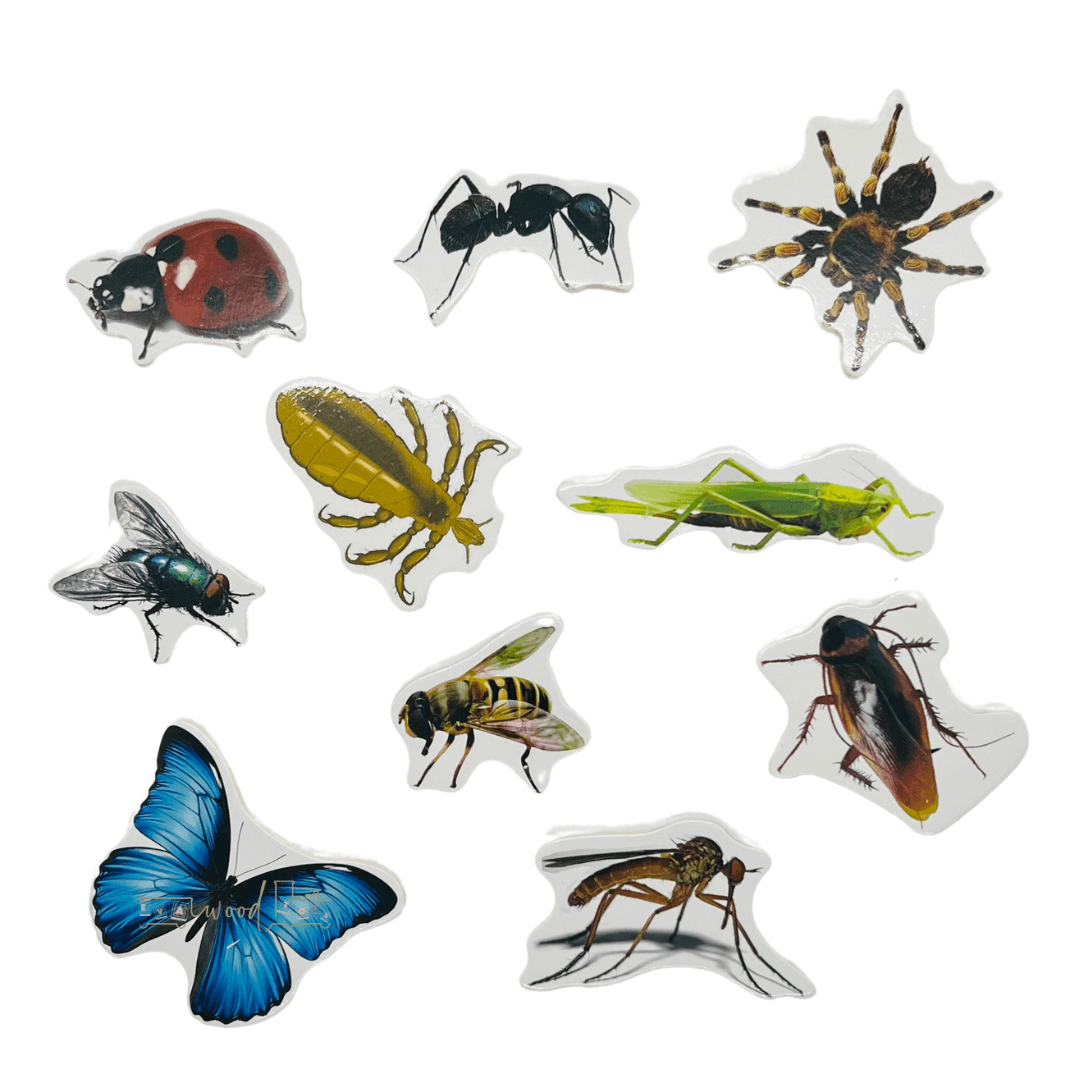 Puzzle incastru din lemn in Limba Romana si Engleza Insecte 01 1.png