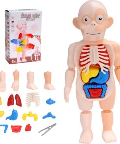 Joc educativ, Anatomia corpului uman, Puzzle 3D, 3 ani+