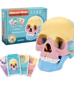 Joc didactic anatomie cu piese detasabile - Craniu uman, 3 ani+