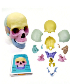 Alternative view of Joc didactic anatomie cu piese detasabile - Craniu uman, 3 ani+